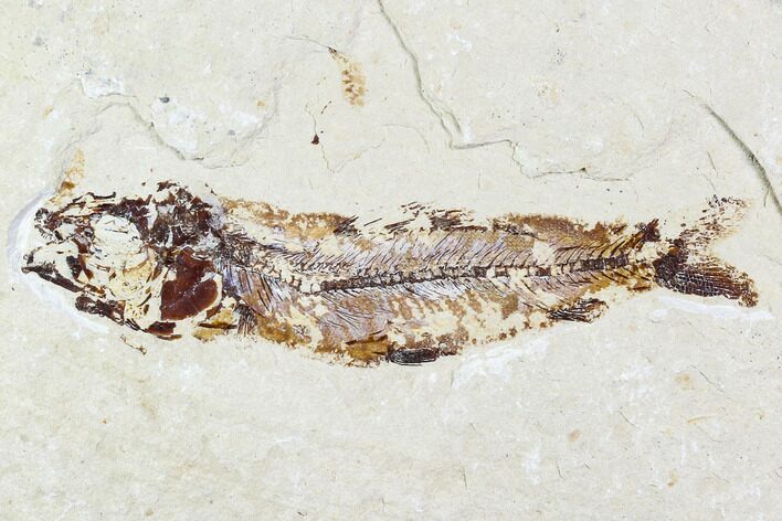 Bargain, Cretaceous Fossil Fish - Lebanon #110853